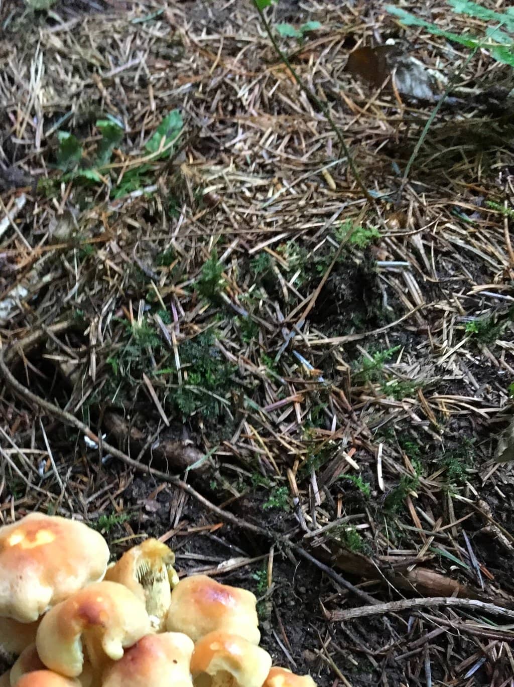 Dog-Friendly Exploration