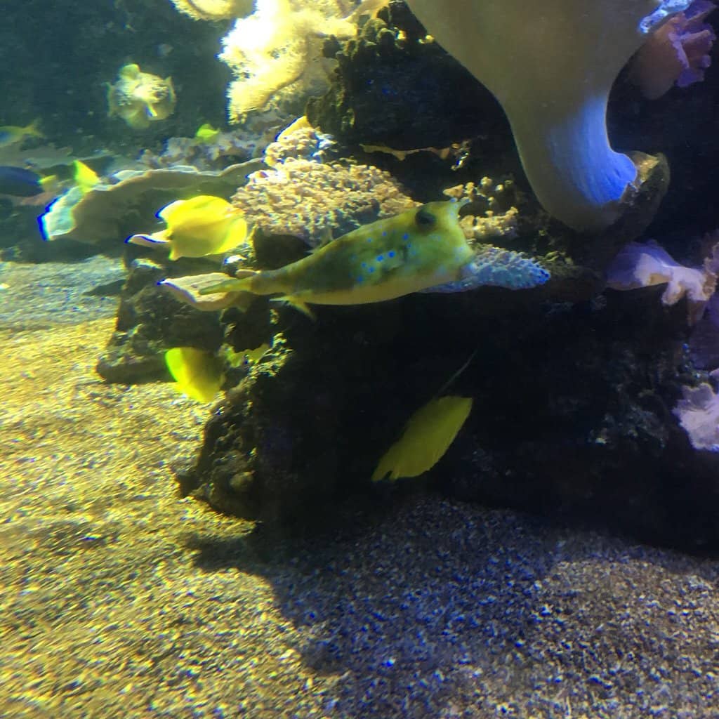 Shark Encounters