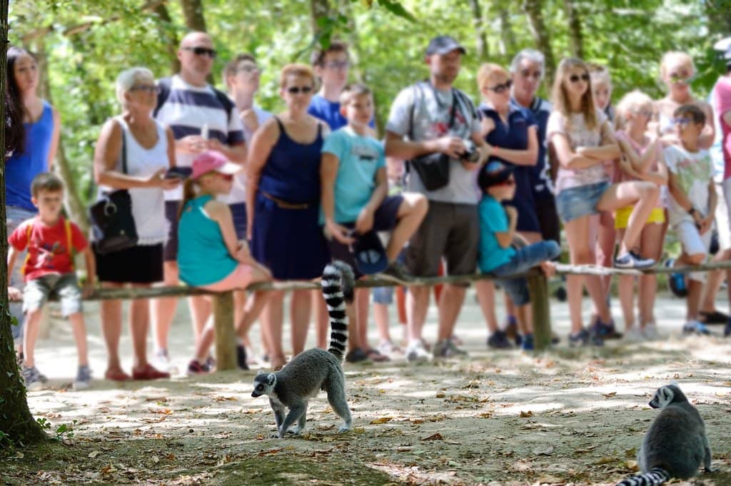 Monkey Islands