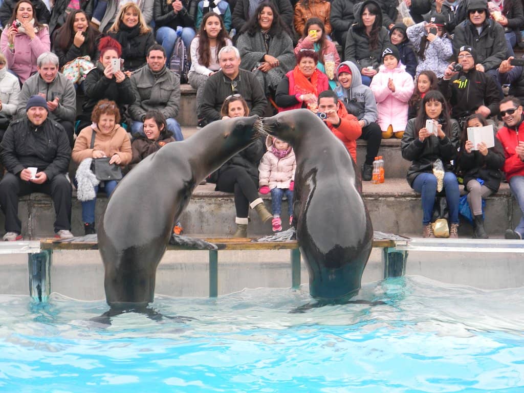 Sea Lion Personalities