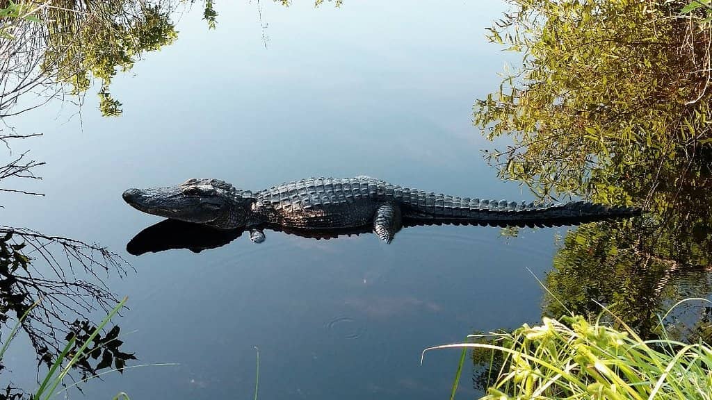 Wildlife Encounters