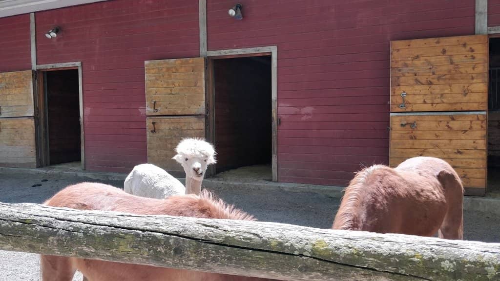 Petting Zoo