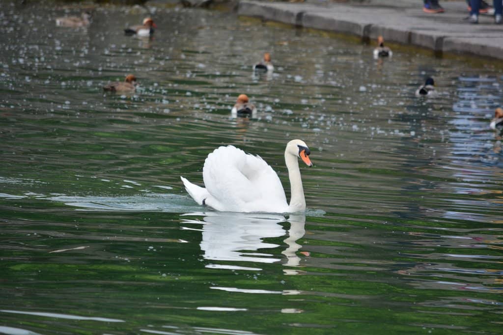 Wildlife Boardwalk