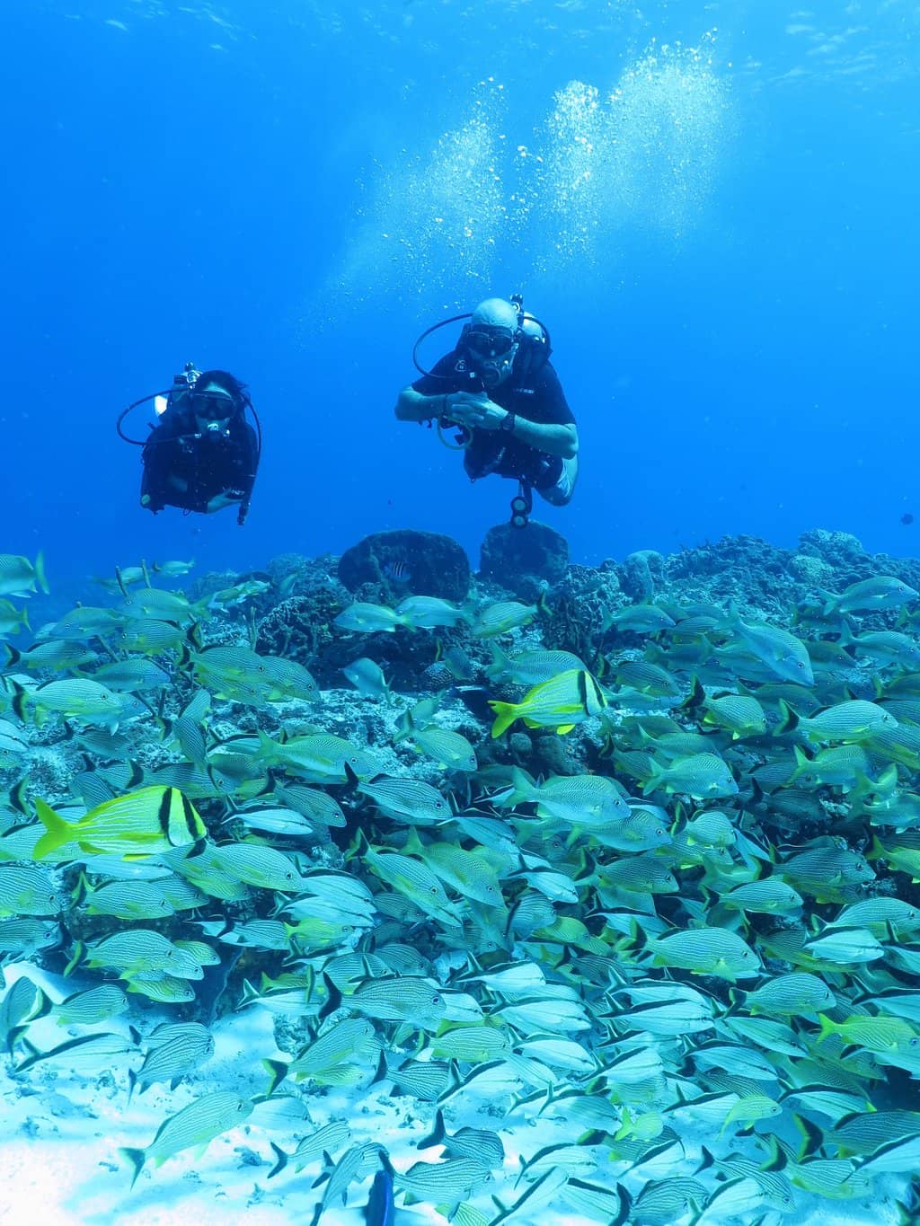 Marine Life Encounters