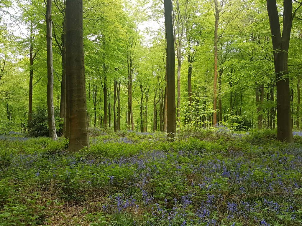 Picnic Spots