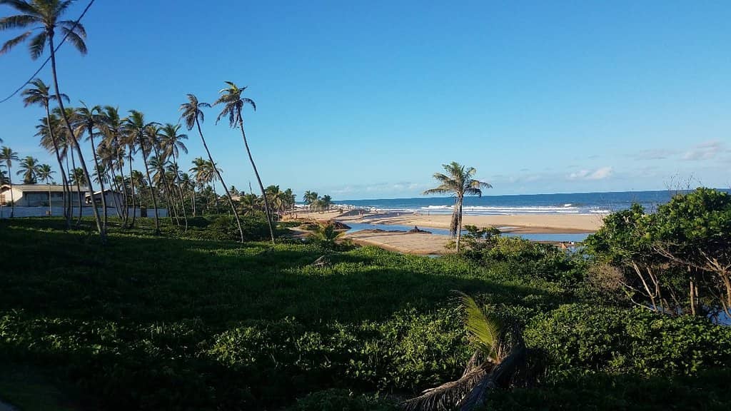 Grilled Cheese (Queijo Coalho)