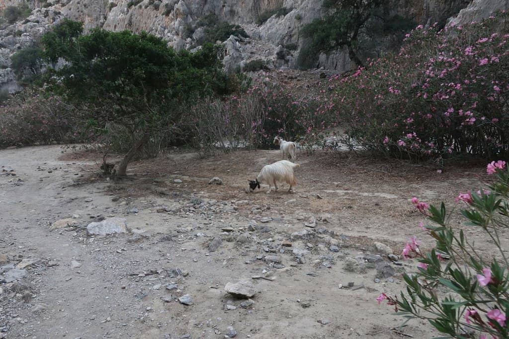 Agiofarago Beach