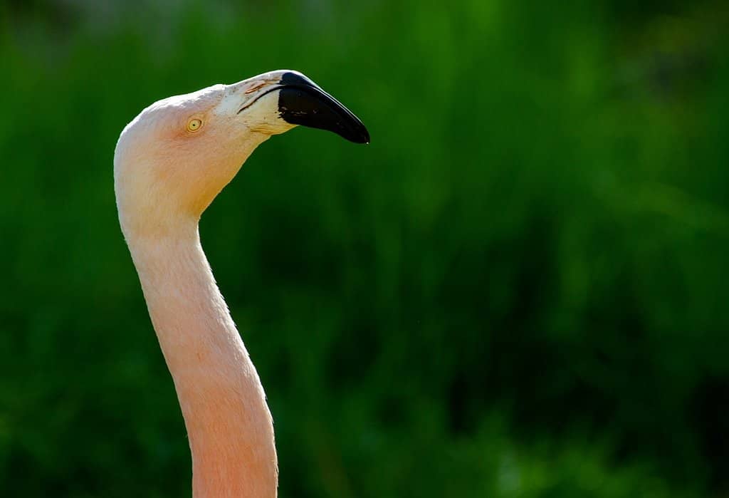Daily Bird Shows