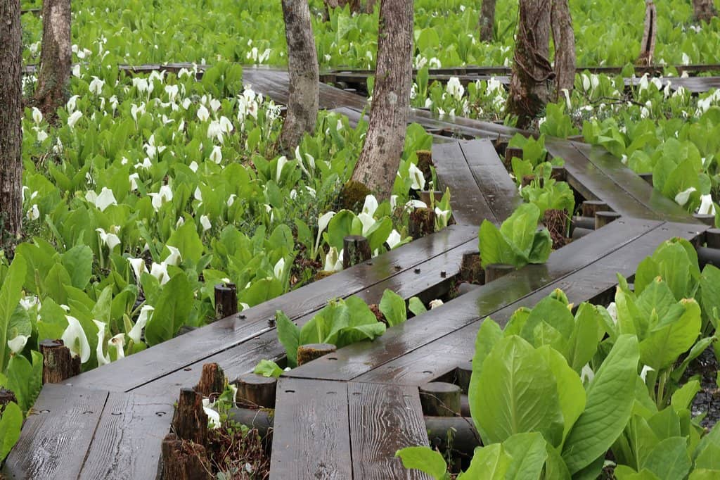 Distant Views of Mt. Akita Komagatake