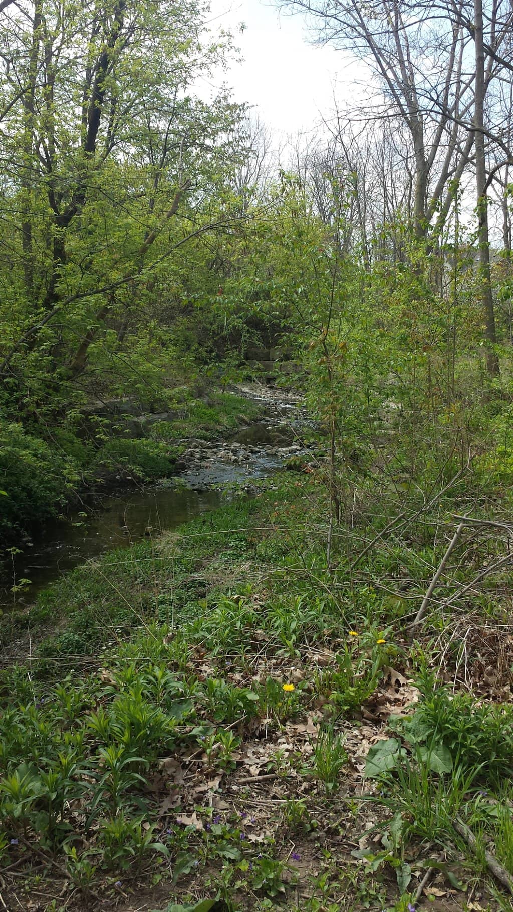 Peaceful Forest Walks