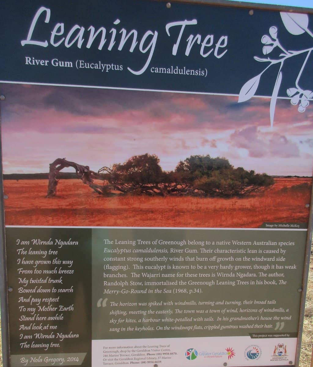 Windswept Formations