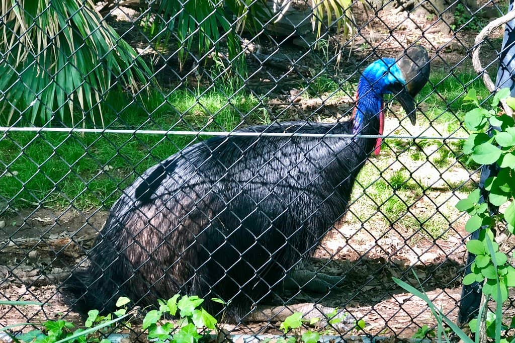 Southern Tamandua