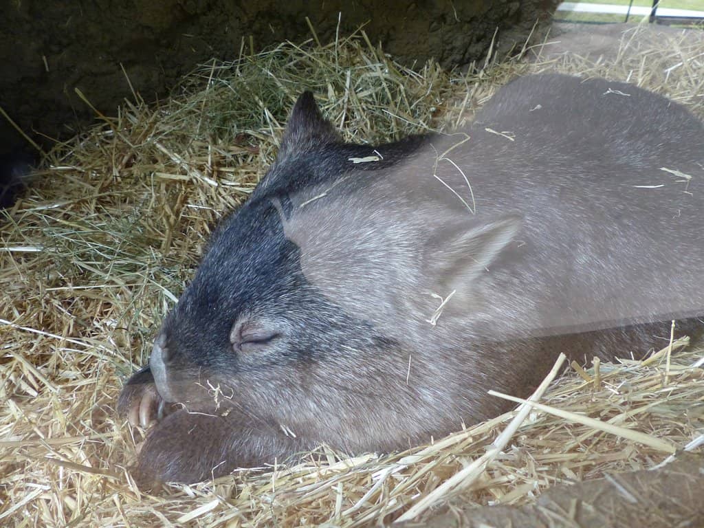Petting Zoo Fun