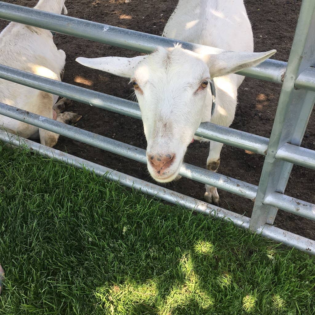 Farm Stand Treasures