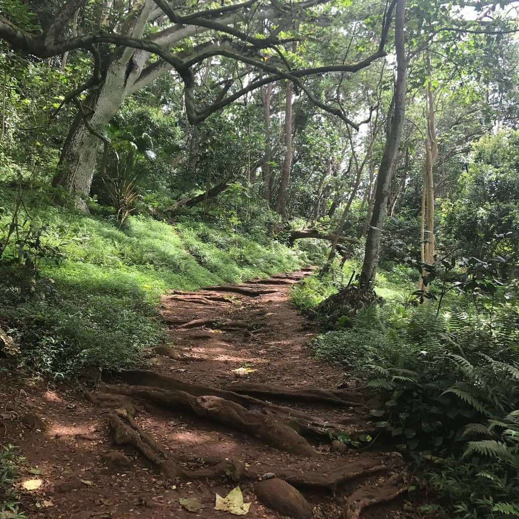 Jurassic Park Amber Mine
