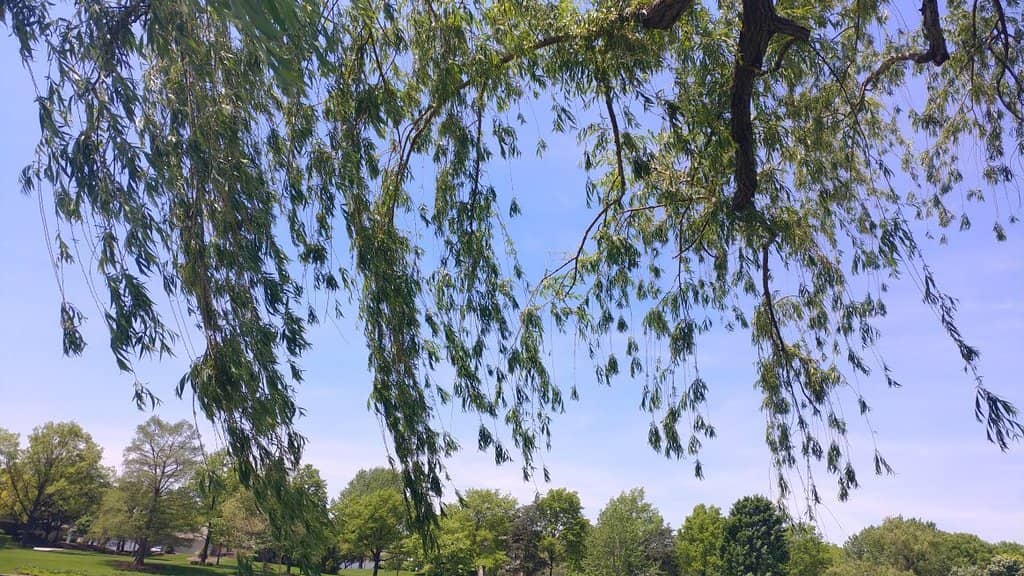 Vertical photo