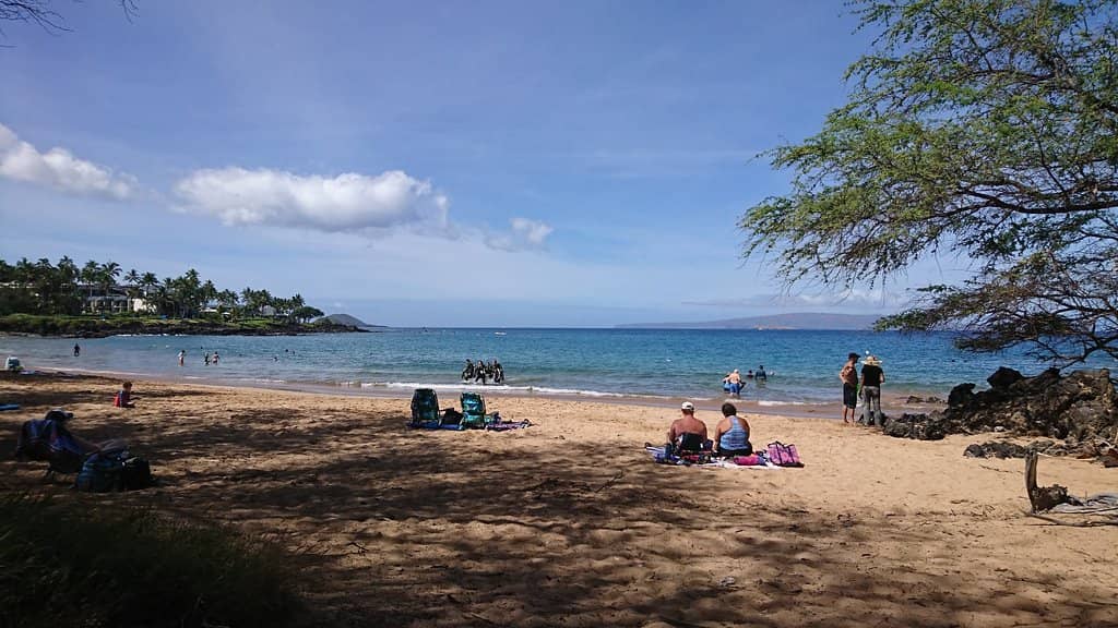 Sea Turtle Sightings