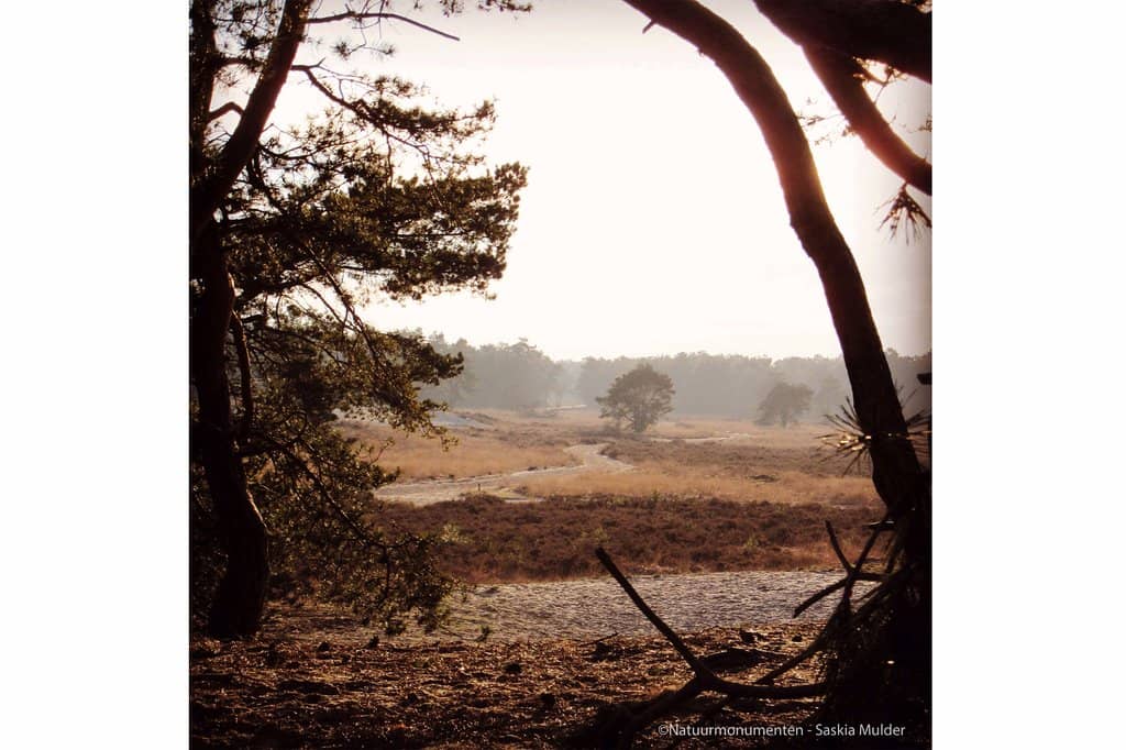 Heathland Blooms