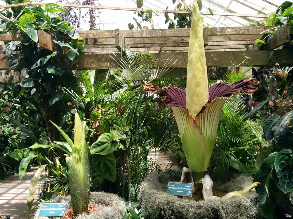 Orchid Displays