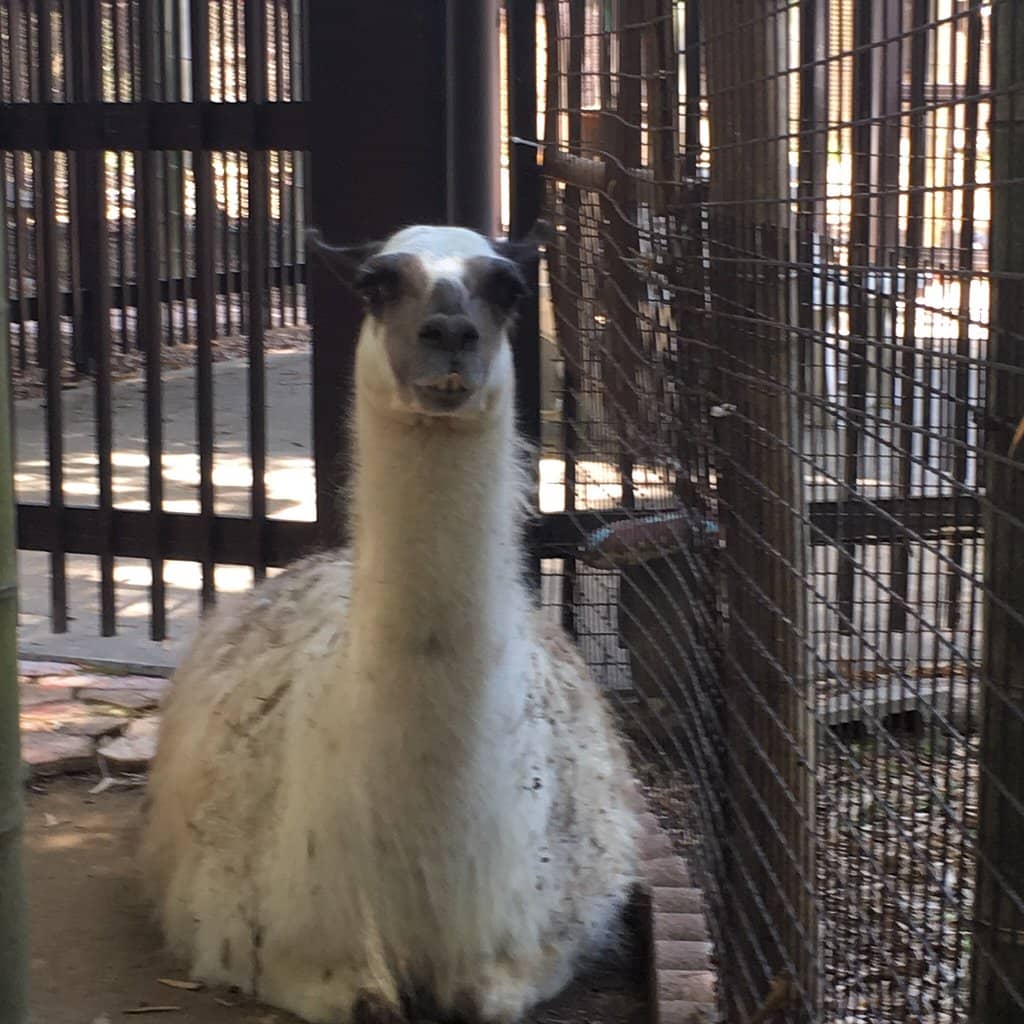 Free-Roaming Animals