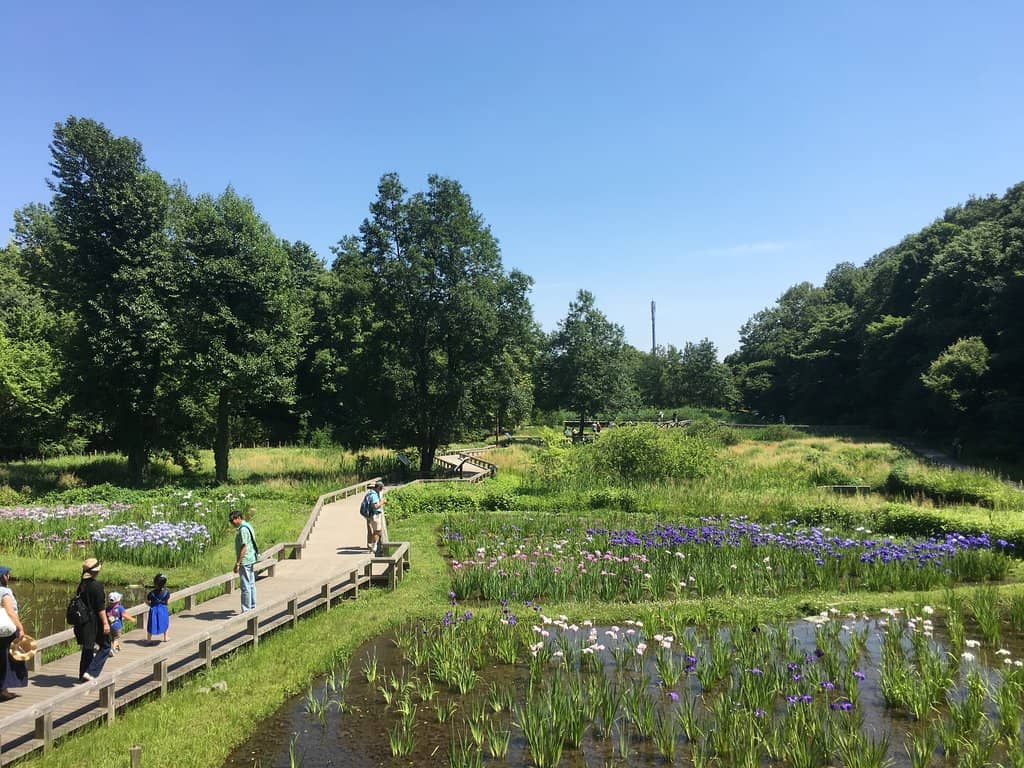 Spectacular Rose Garden