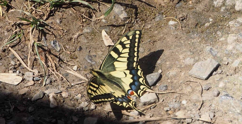 Fuente Dé Cable Car