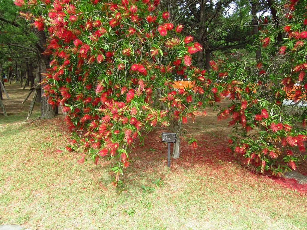Autumn Foliage