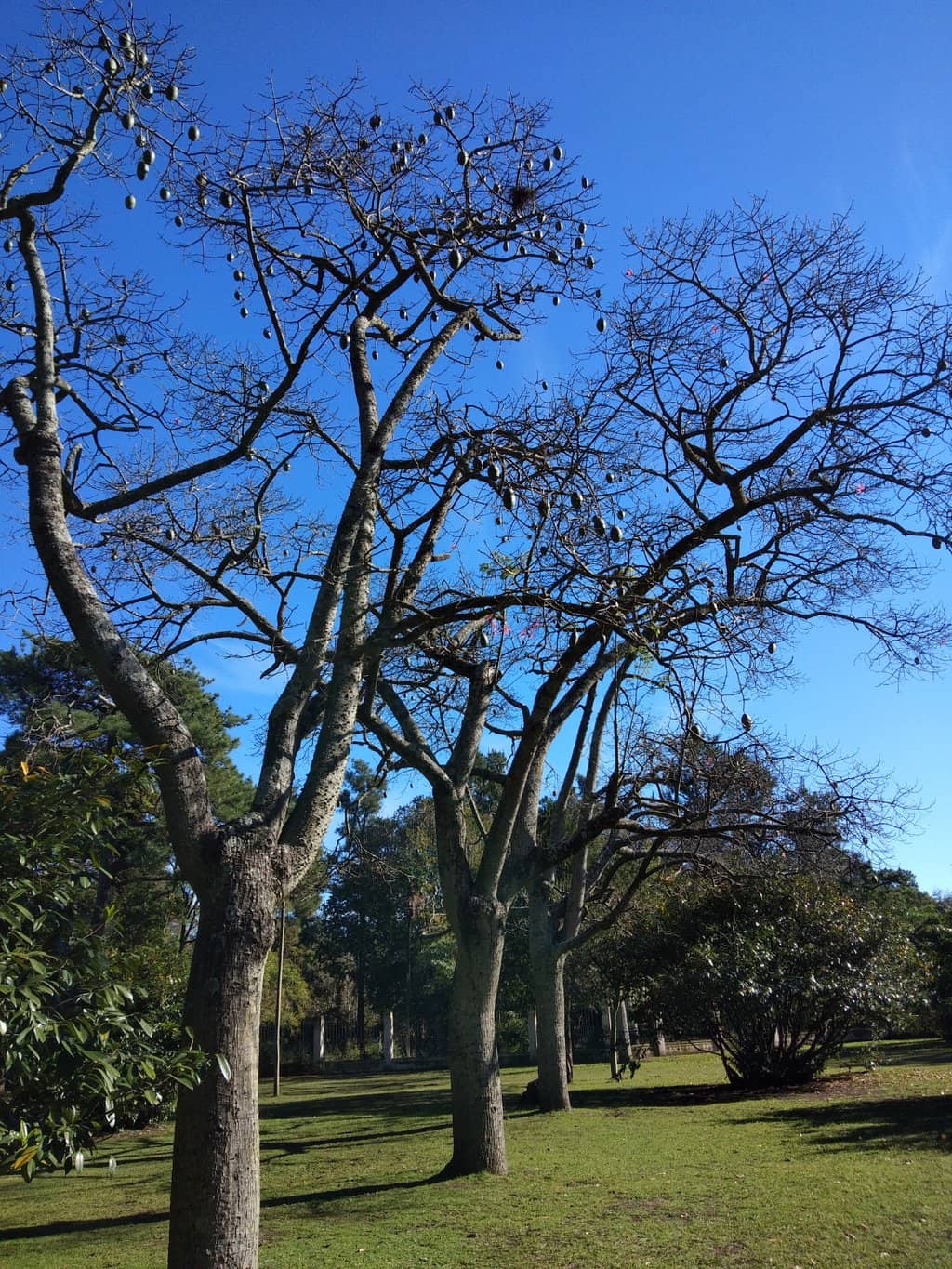 Picnic Pavilion & Amphitheater