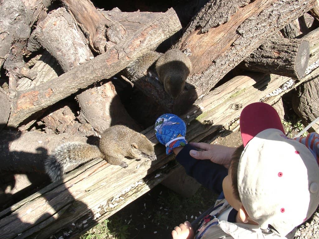 Guinea Pigs & Rabbits
