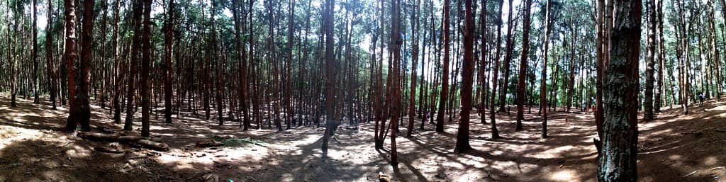 Towering Pine Trees