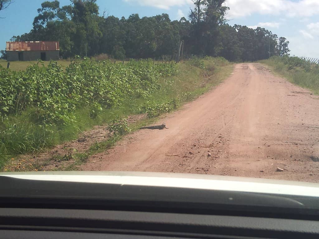 Los Olivera Ombú Grove