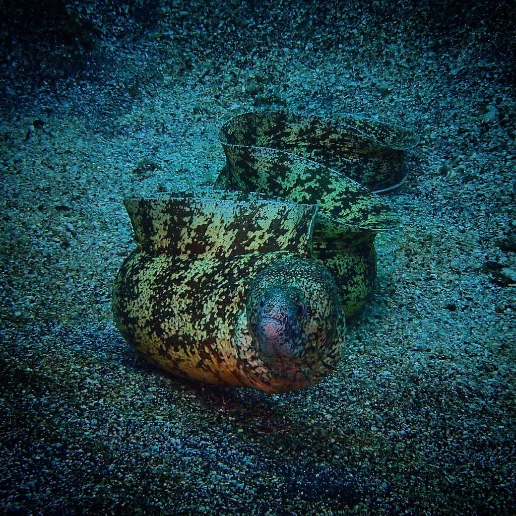 Seahorse Spotting
