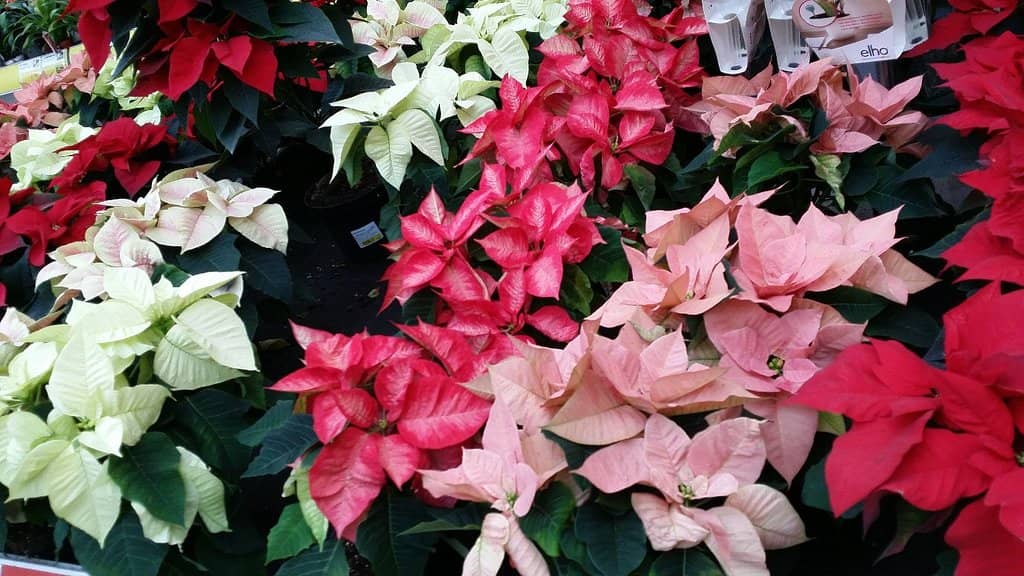 Local Plant Paradise