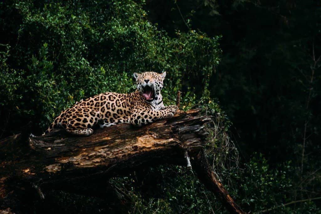 Majestic Big Cats