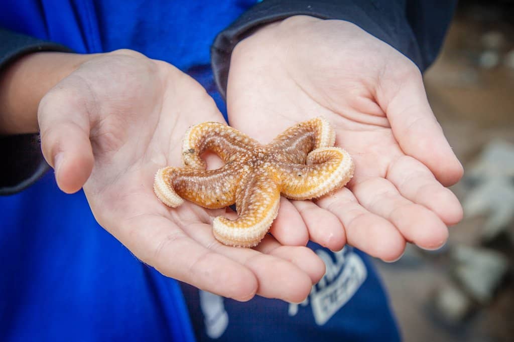 Rock Pools Exploration