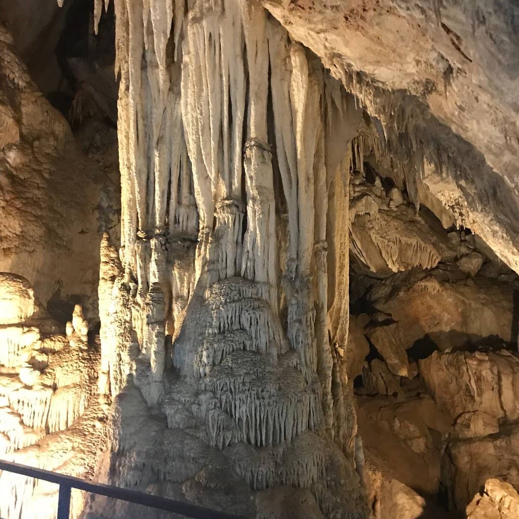 Bat Colony