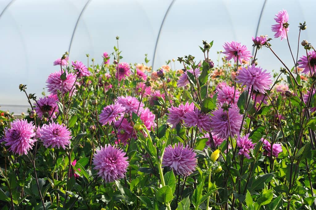 Renaissance Architecture