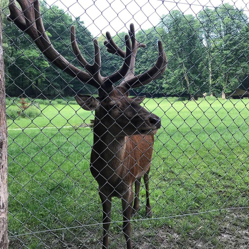 Free-Roaming Deer