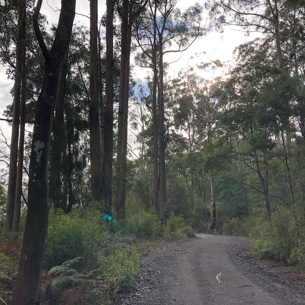 Lush Forest Trails