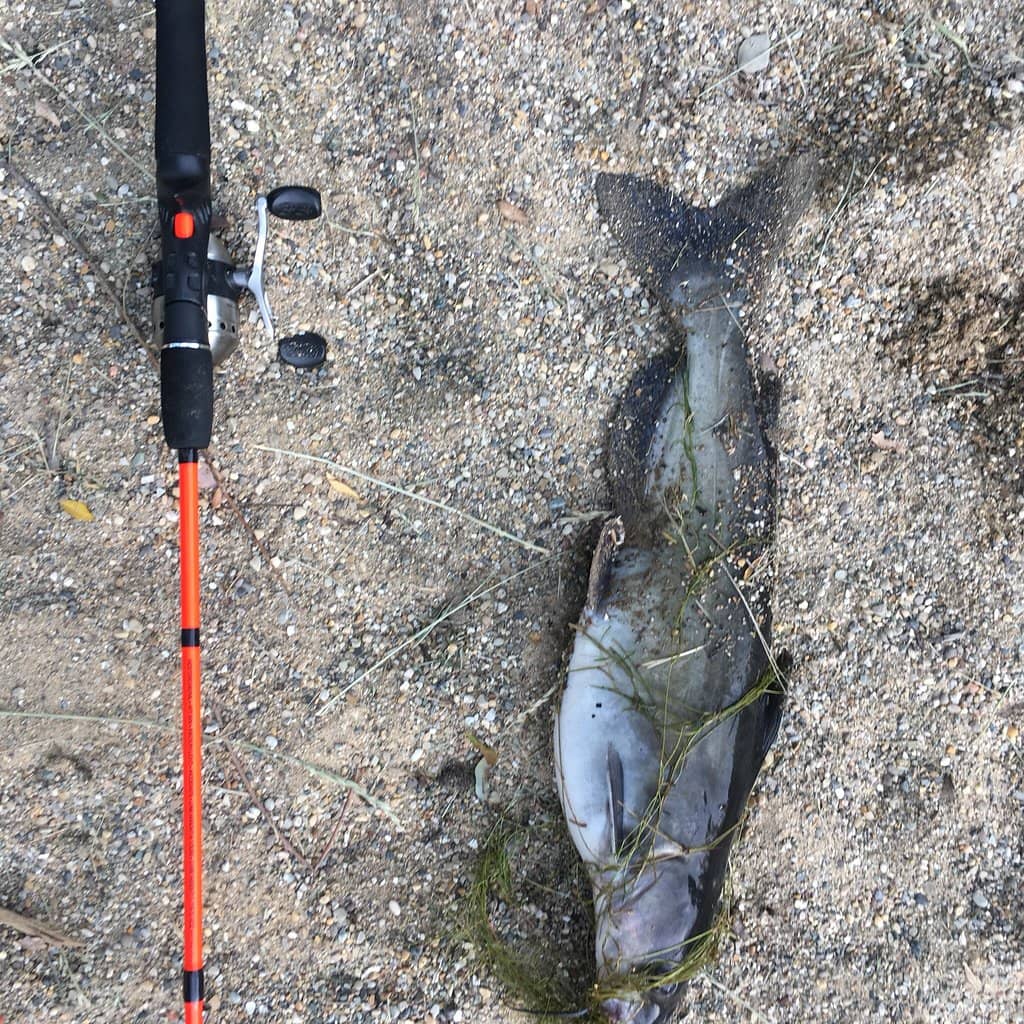 Blooming Wildflowers