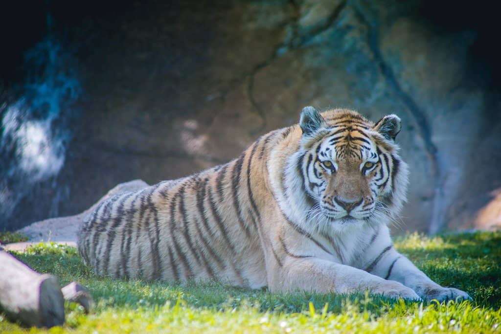Big Cat Exhibits