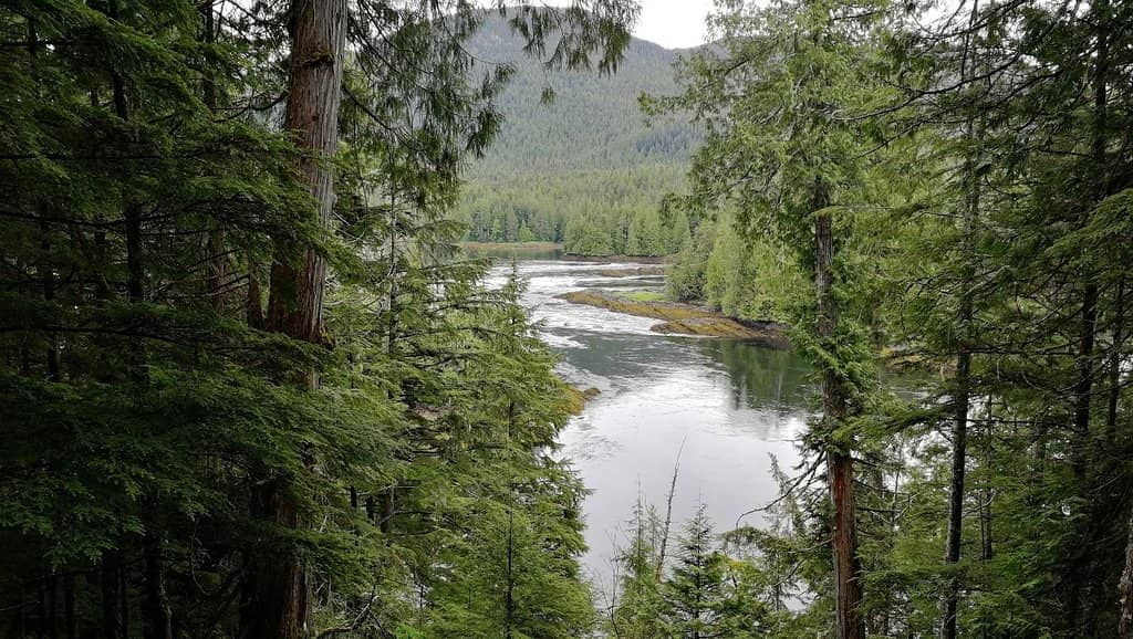 Coastal Rainforest