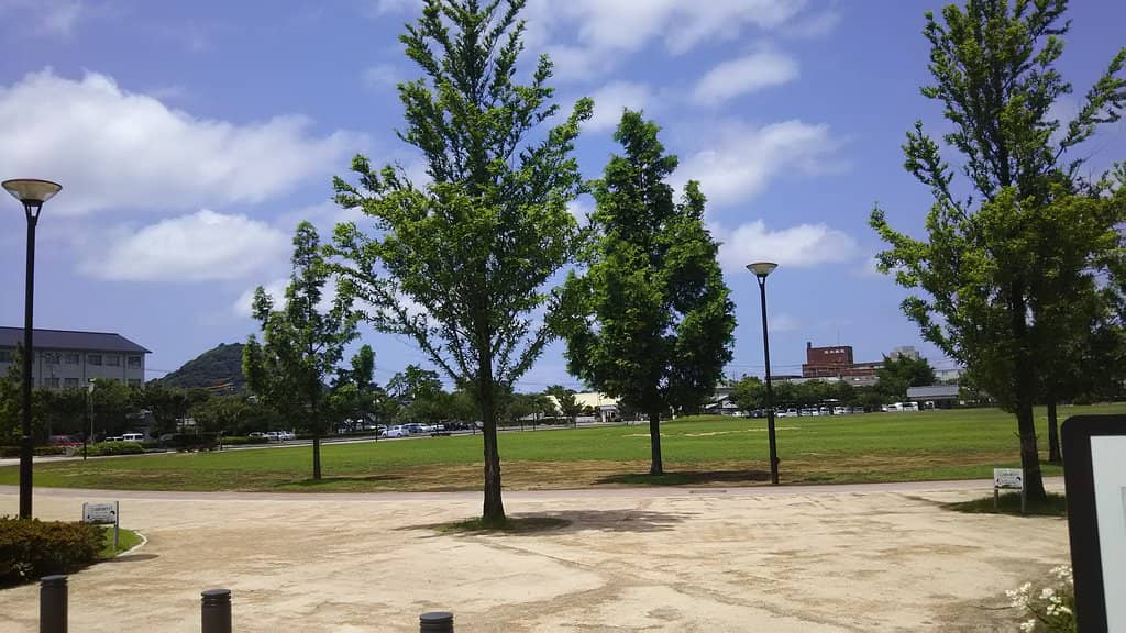 Cherry Blossom Spectacle