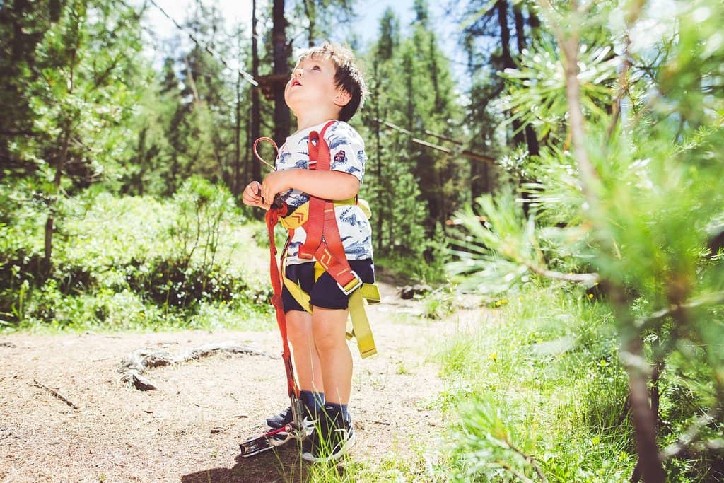 Larch Forest Setting