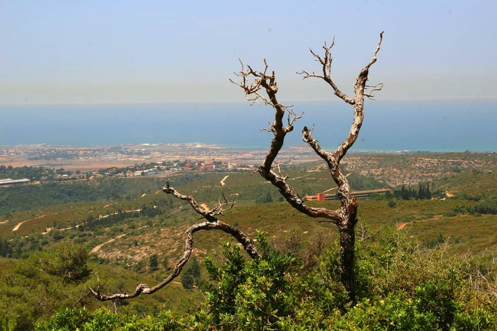 Mount Carmel Nature Reserve