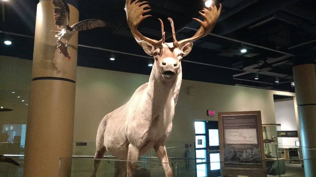 WWI Royal Newfoundland Regiment Exhibit