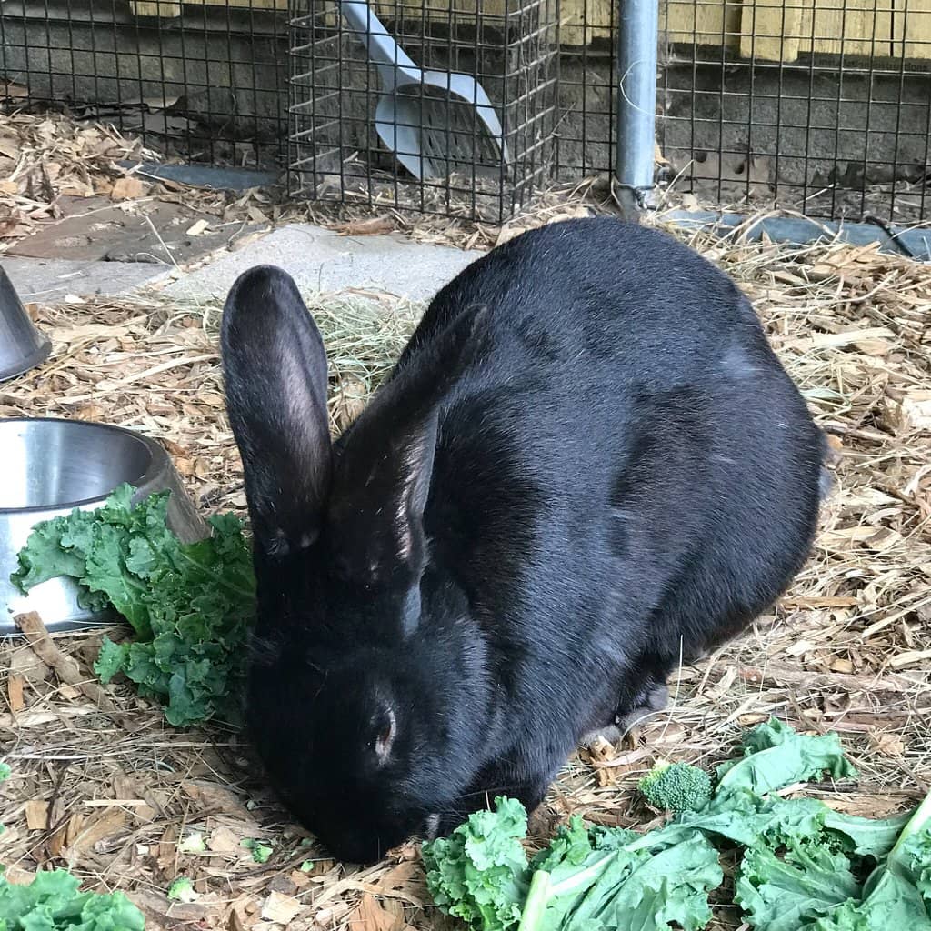 Working Farm Operations