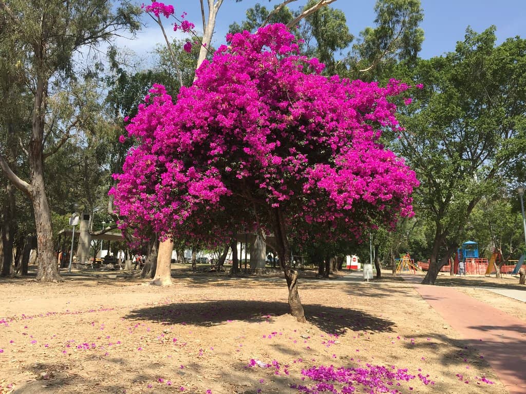 Barranca de Huentitán Views