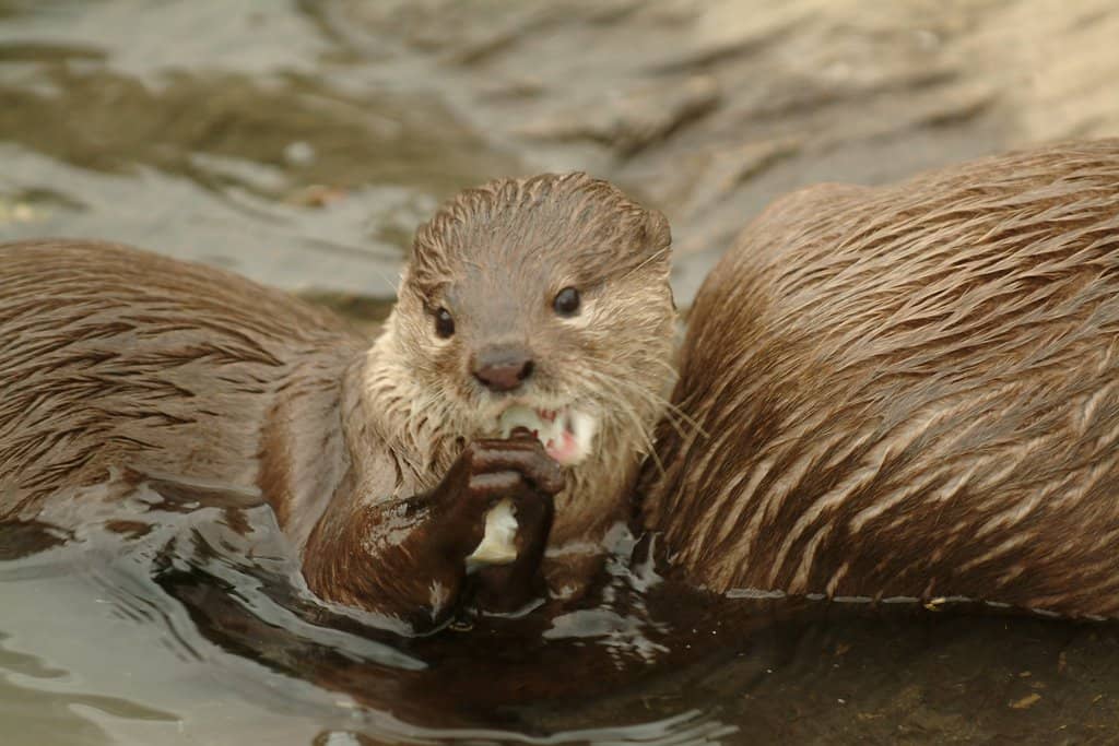 Seal Harbour