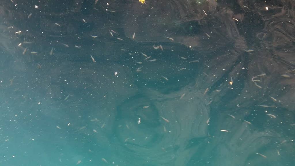 Crystal-Clear Waters